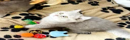 British Shorthair cats for sale: A Girl Available- GCCF/TICA British Shorthair  - Advert 18
