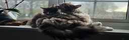 Maine Coon cats for sale: Beautiful Female Mixed Maine Coon kittens - Advert 28