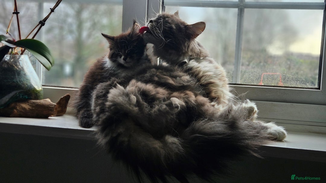 Maine Coon cats for sale: Beautiful Female Mixed Maine Coon kittens - Advert 28