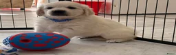 Golden Retriever dogs for sale: Kc registered fully health tested parents  - Advert 9