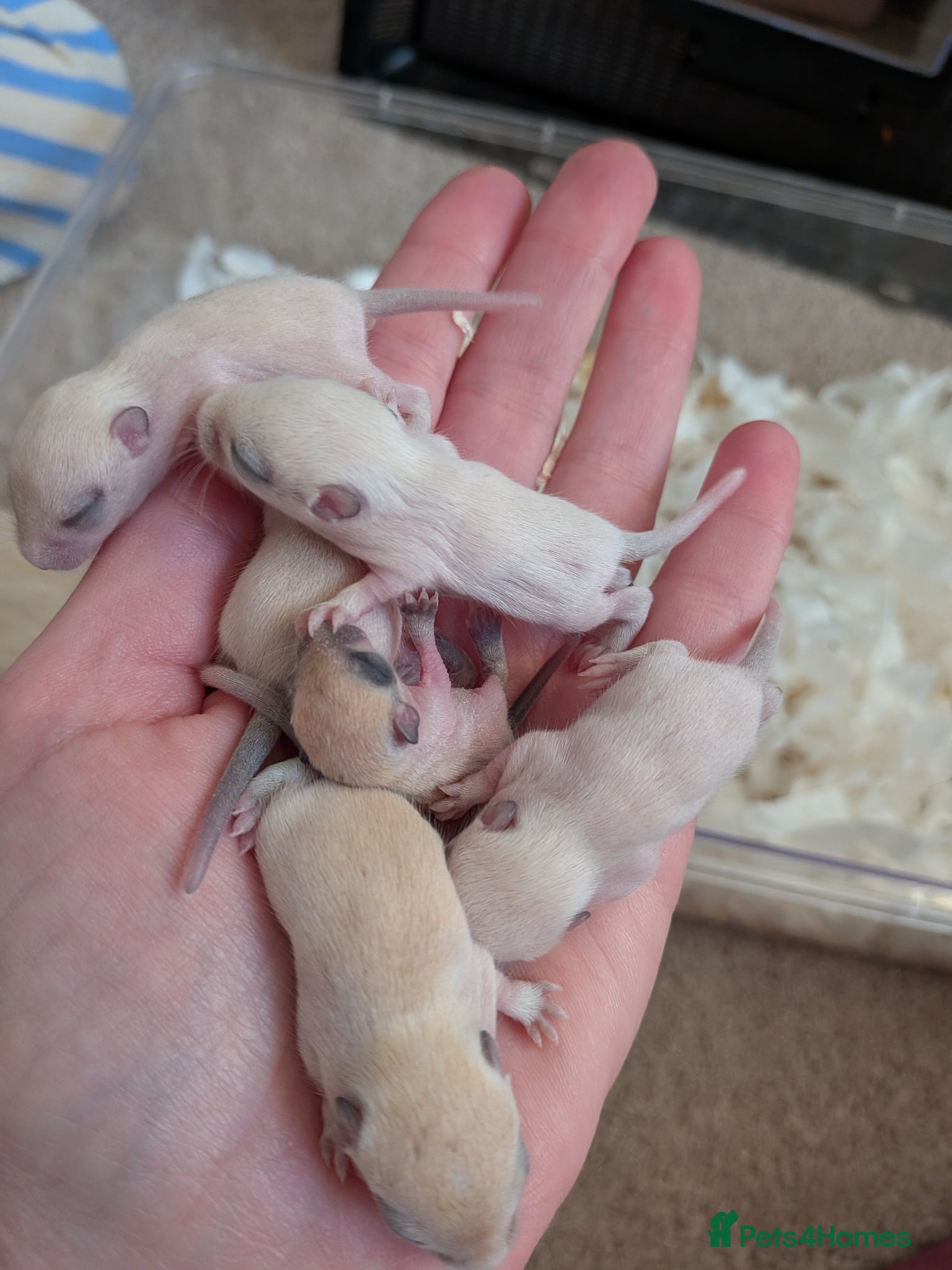 Gerbil rodents Gerbils ready around the (18th May)  - Advert 19