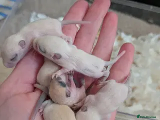 Gerbil rodents Gerbils ready around the (18th May) - Advert 19