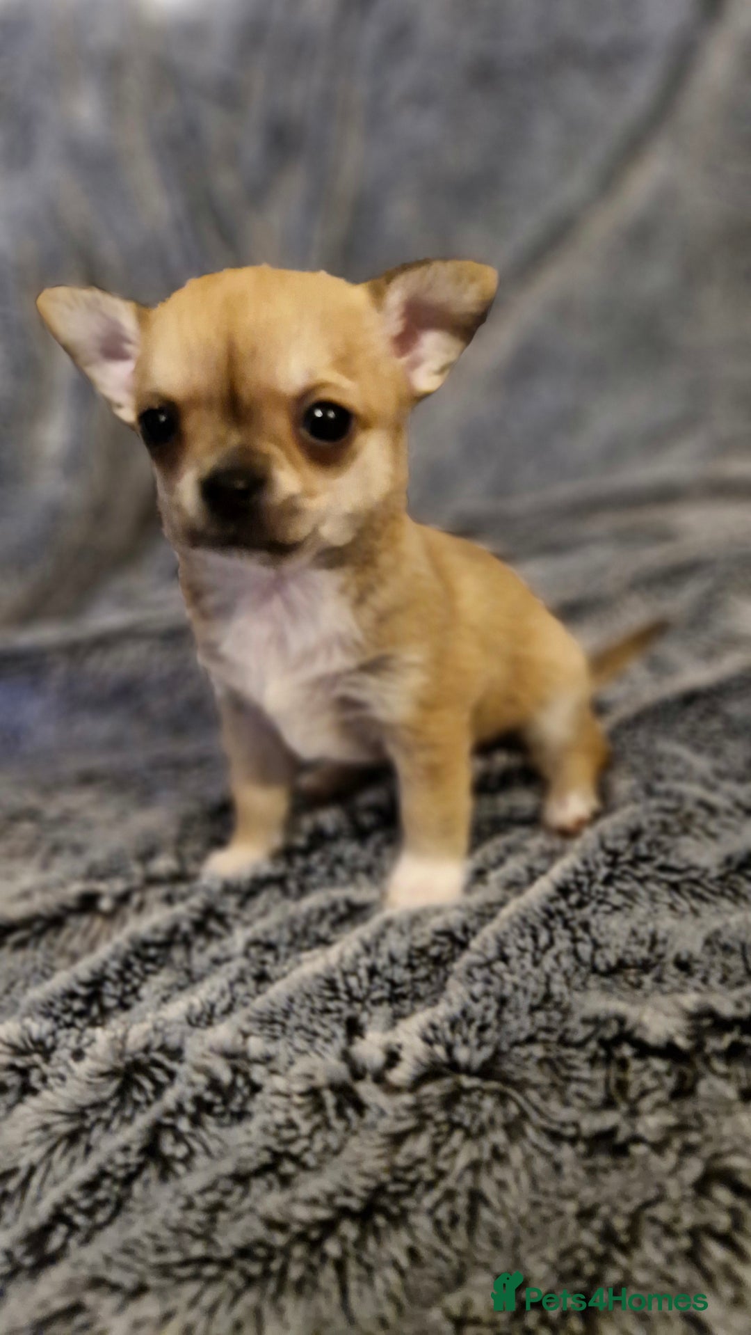 Chihuahua dogs for sale: 🐶READY TO LEAVE🐶 LAST ONE Tiny Chihuahua Puppies - Advert 4