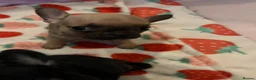 French Bulldog dogs for sale: Puppies  in Salford - Advert 1