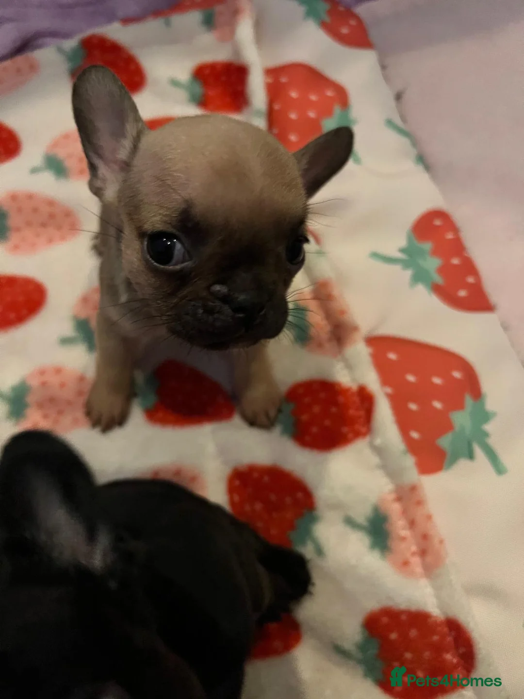 French Bulldog dogs for sale: Puppies  in Salford - Advert 1