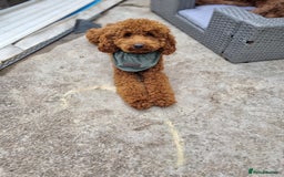Cockapoo dogs for sale: F2b minature cockapoo  - Image 9