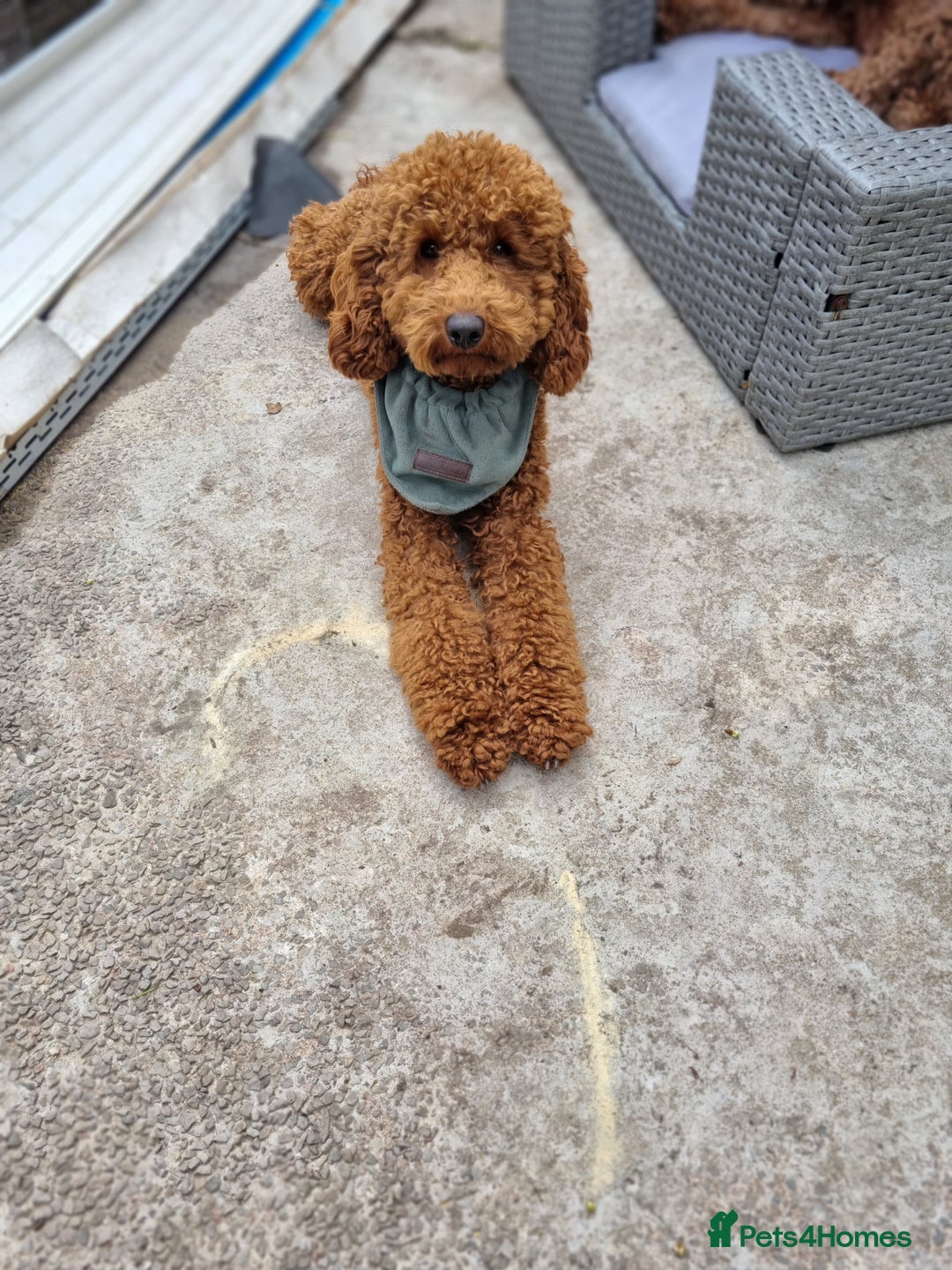 Cockapoo dogs for sale: F2b minature cockapoo  - Image 9
