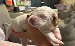 Cockapoo dogs for sale: Gorgeous F2B Cockapoo puppies  - Image 13