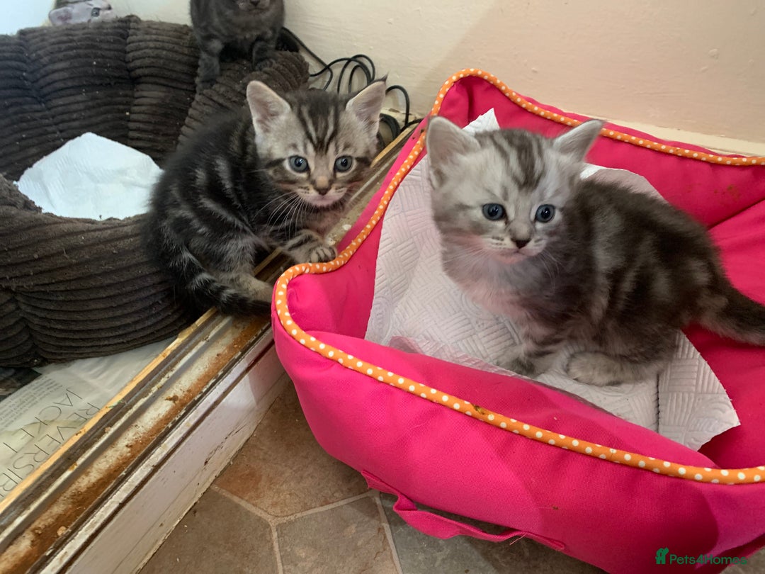Burmese cats for sale: Burmese xBritish Kittens  - Image 9
