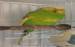 Budgerigars birds for sale: Budgies - babies, adults & pairs available/ - Image 12