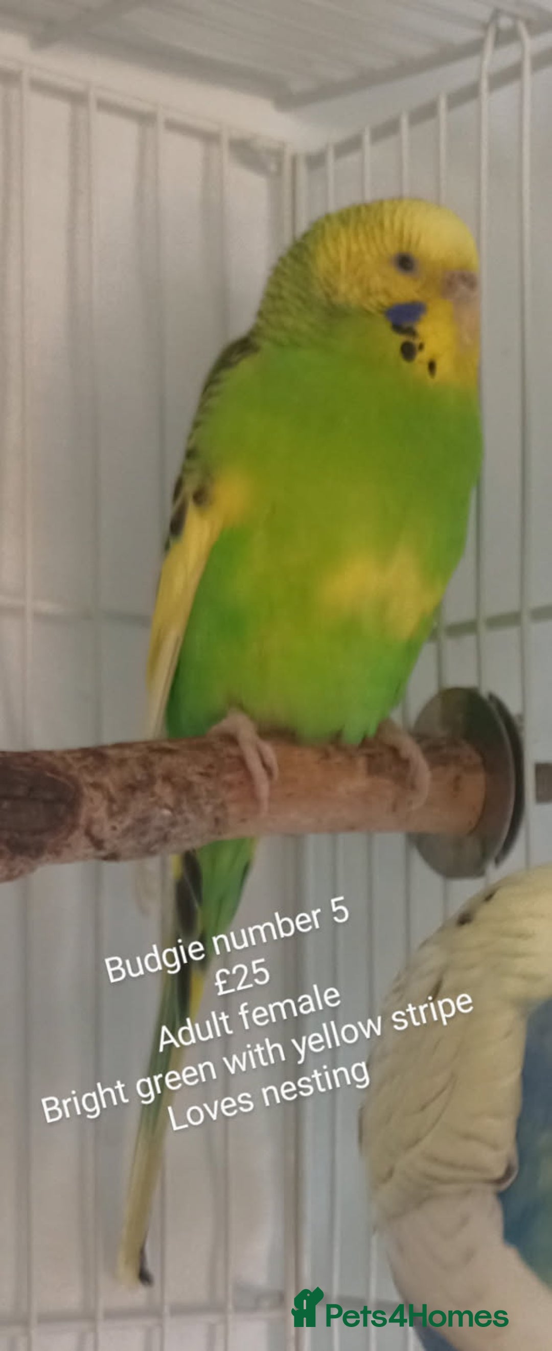 Budgerigars birds for sale: Budgies - babies, adults & pairs available/ - Image 12