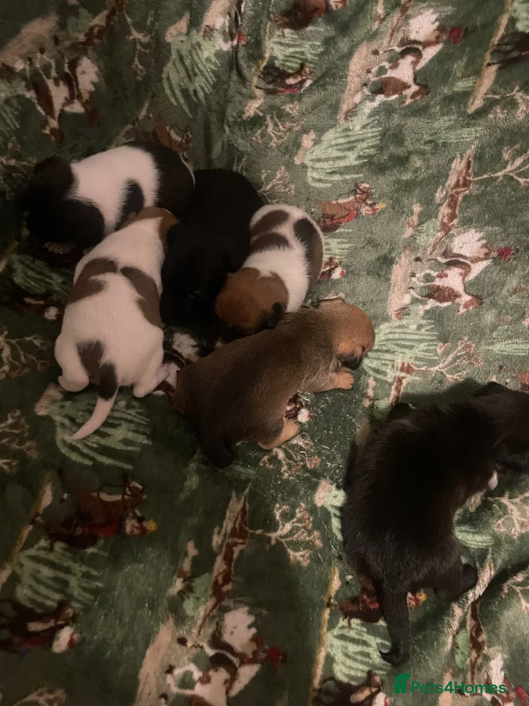 Jack Russell dogs for sale: Looking For A New Home For Sale  - Advert 2