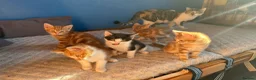 Mixed Breed cats for sale: 4 ginger males and 1 black and white female in Manchester - Advert 4