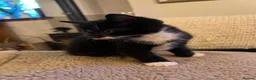 Mixed Breed cats for sale: 2 Tuxedo Tabby Boys in Shifnal - Advert 12