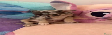 Chihuahua Puppy 2