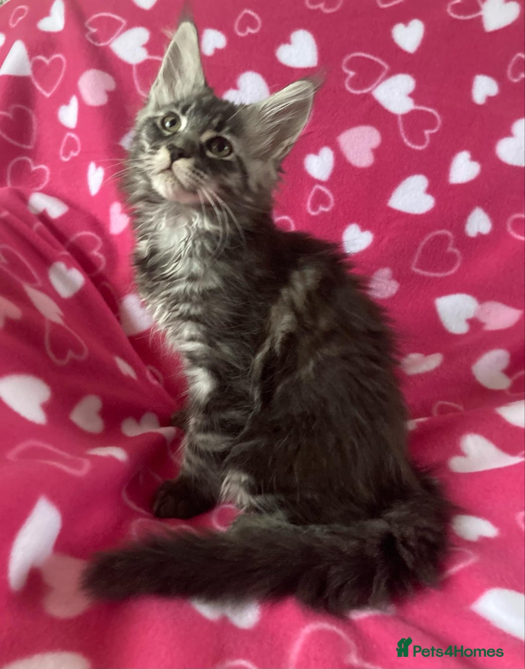 Maine Coon cats for sale: OUTSTANDING-HUGE-Red/Silver imported ACTIVE stud  - Image 7