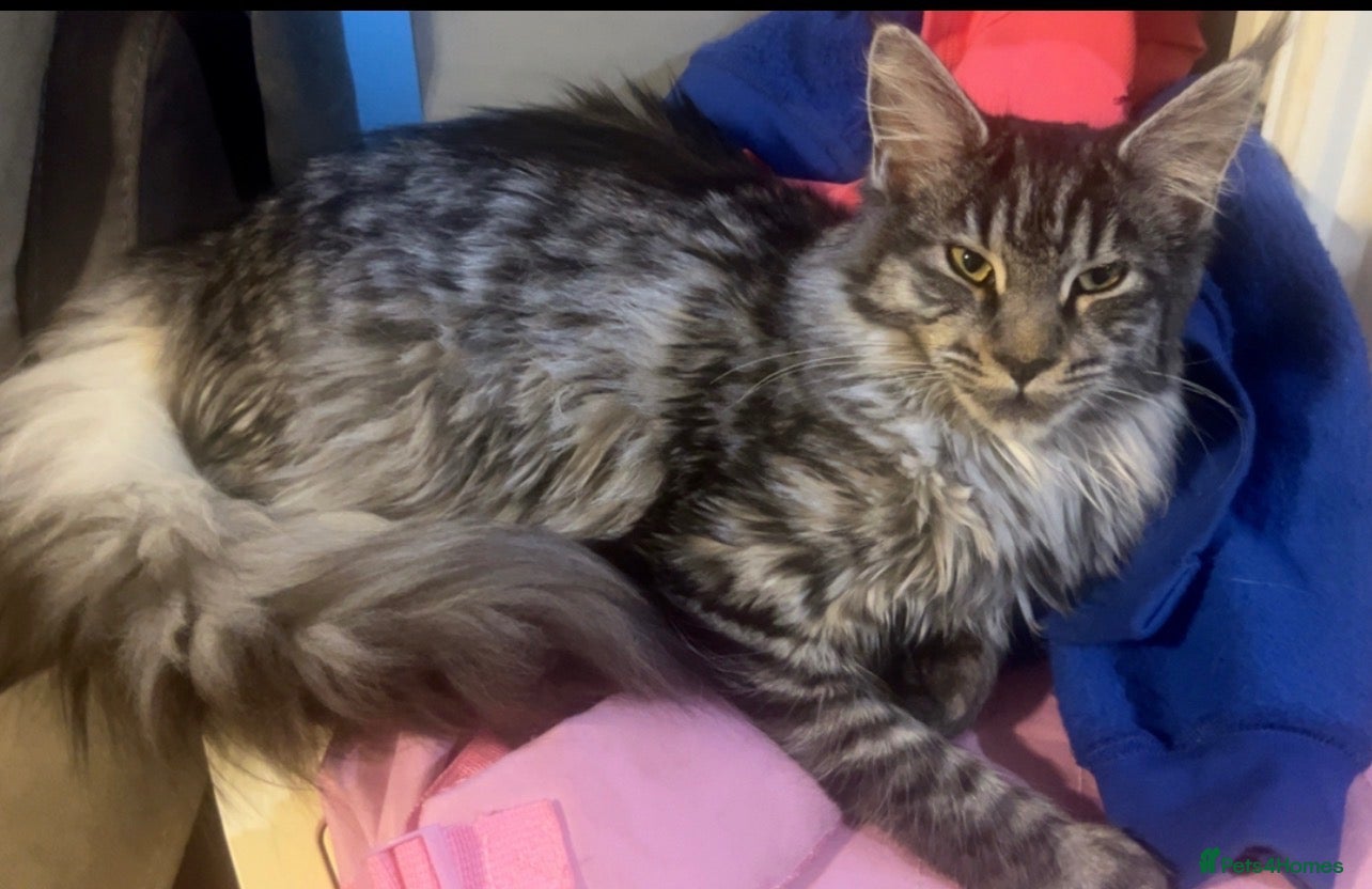 Maine Coon cats Maine coon girl 8 mths old🌸🌼💐🌸 - Advert 18