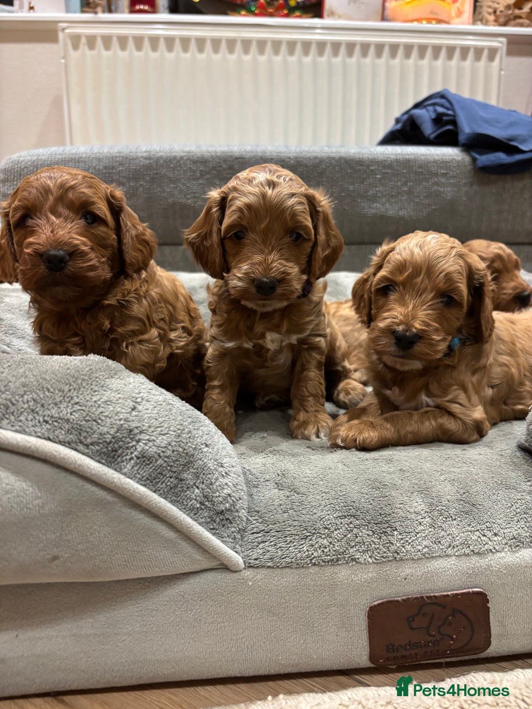 Cockapoo dogs for sale: Red cockapoos *DNA CLEAR* - Advert 3