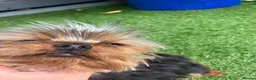 Yorkshire Terrier dogs for stud: Kc proven stud Yorkshire terrier  - Advert 4