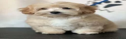 Maltipoo dogs for sale: 2  F1 Asian small Maltipoo Girls - Advert 32