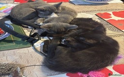 Domestic Shorthair cats for sale: 4 kittens, ready to go - Image 3