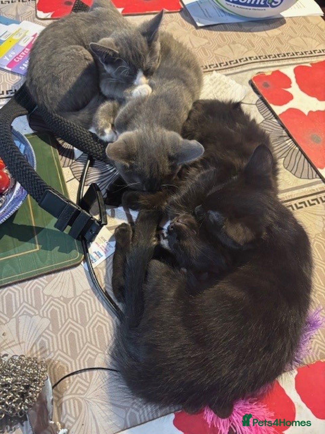 Domestic Shorthair cats for sale: 4 kittens, ready to go - Image 3