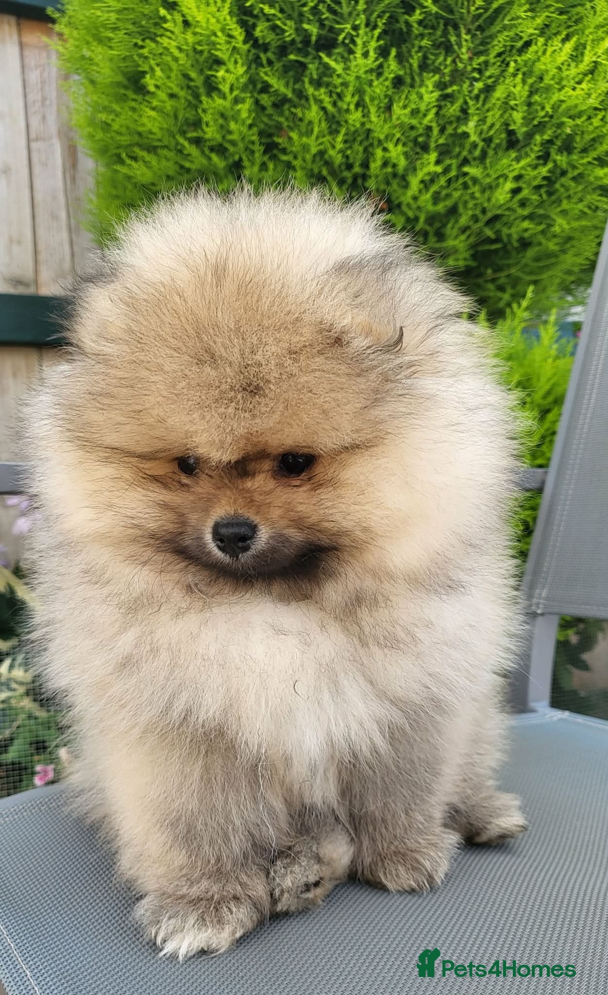Pomeranian dogs Pomeranian KC Reg Boys– Cream&Wolf Sable - Advert 12
