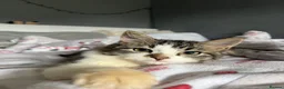 British Longhair cats for sale: 4 month old kitten to  **   in Keighley - Advert 3