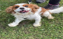 Cavalier King Charles Spaniel dogs for stud: Fully health tested proven Kc reg, multi gen clear in Wrexham - Image 13