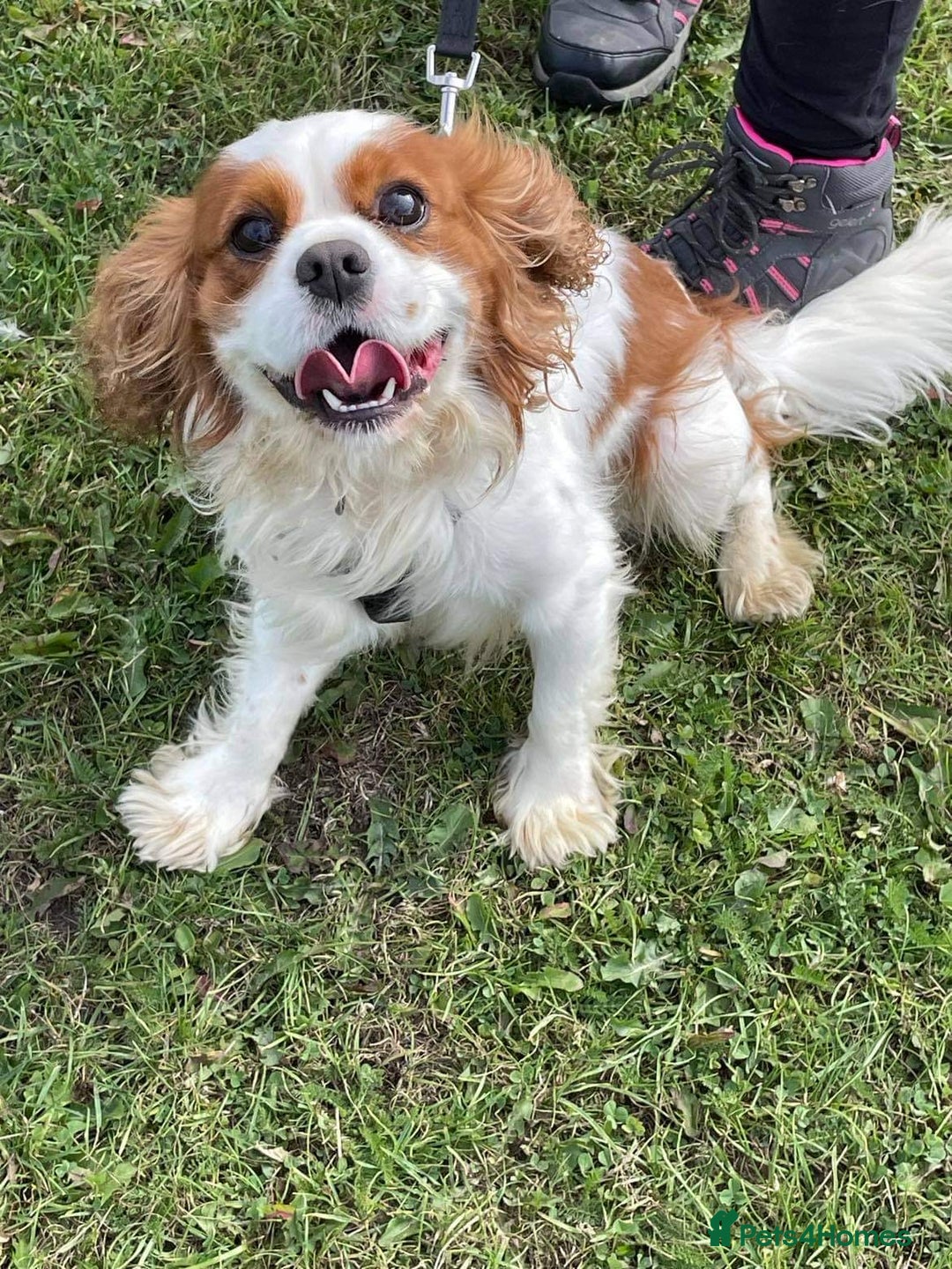 Cavalier King Charles Spaniel dogs for stud: Fully health tested proven Kc reg, multi gen clear in Wrexham - Image 13