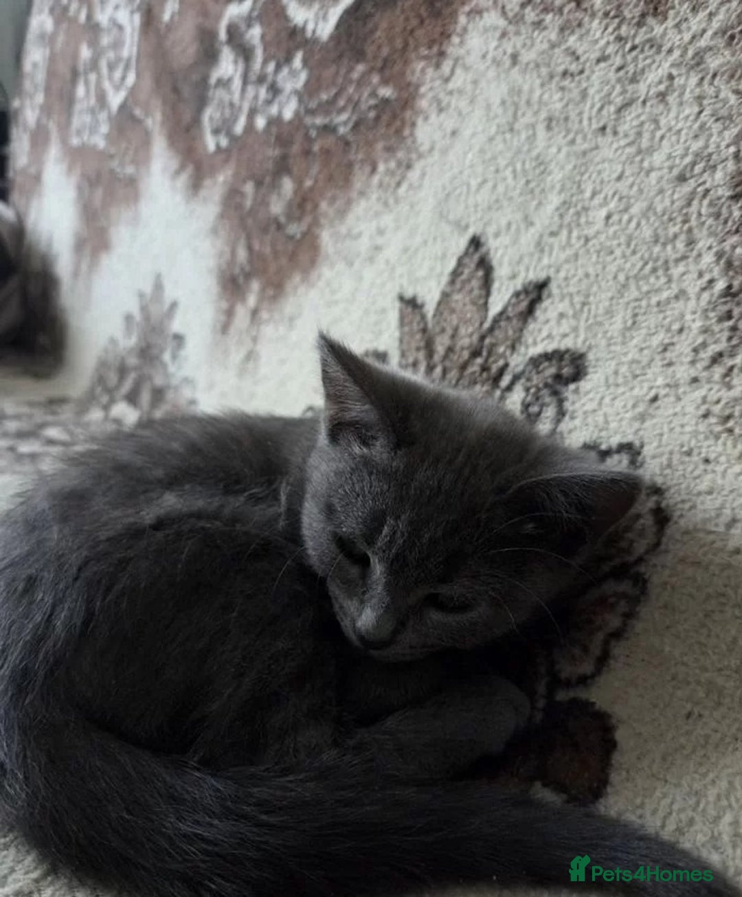 Russian Blue cats for sale: calm loving Russian blue kitties - Advert 4
