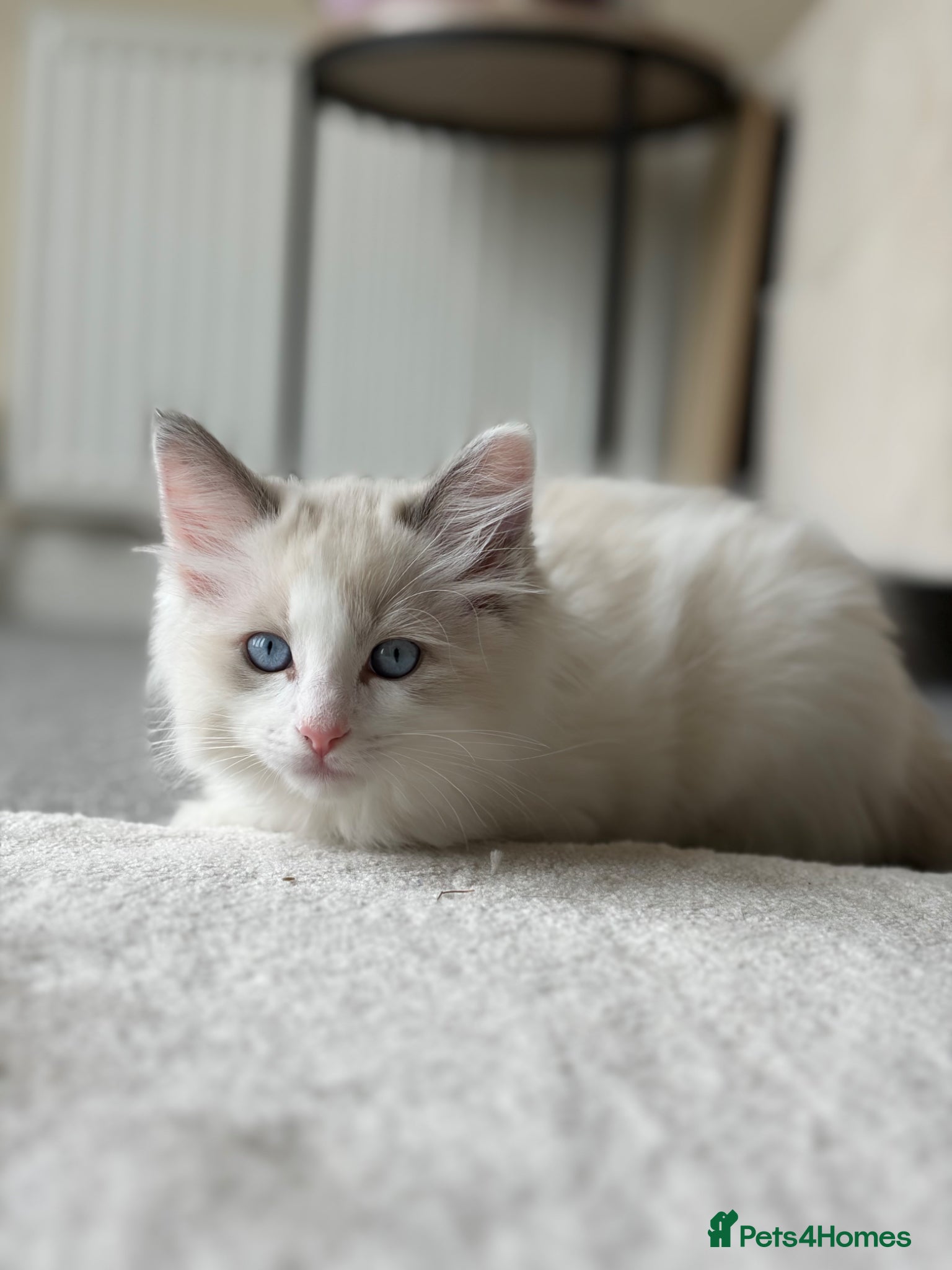 Ragdoll cats 🐾 Stunning Male Ragdoll Kitten Available 🐾 - Advert 1