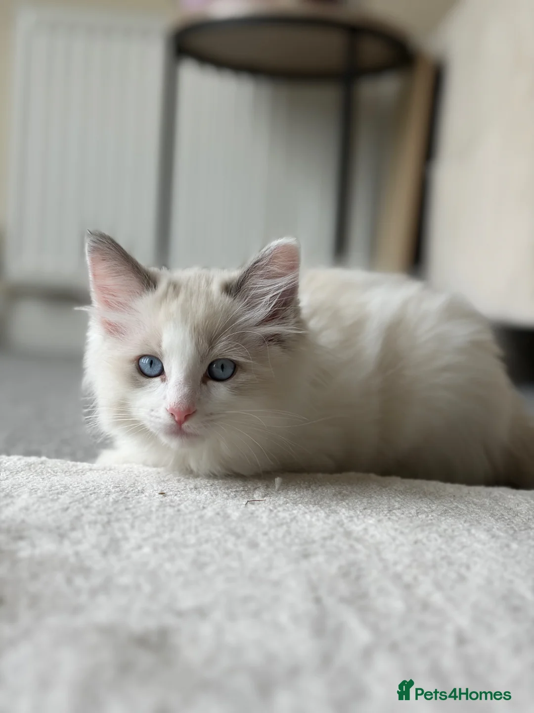 Ragdoll cats for sale: 🐾 Stunning Male Ragdoll Kitten Available 🐾 - Advert 1