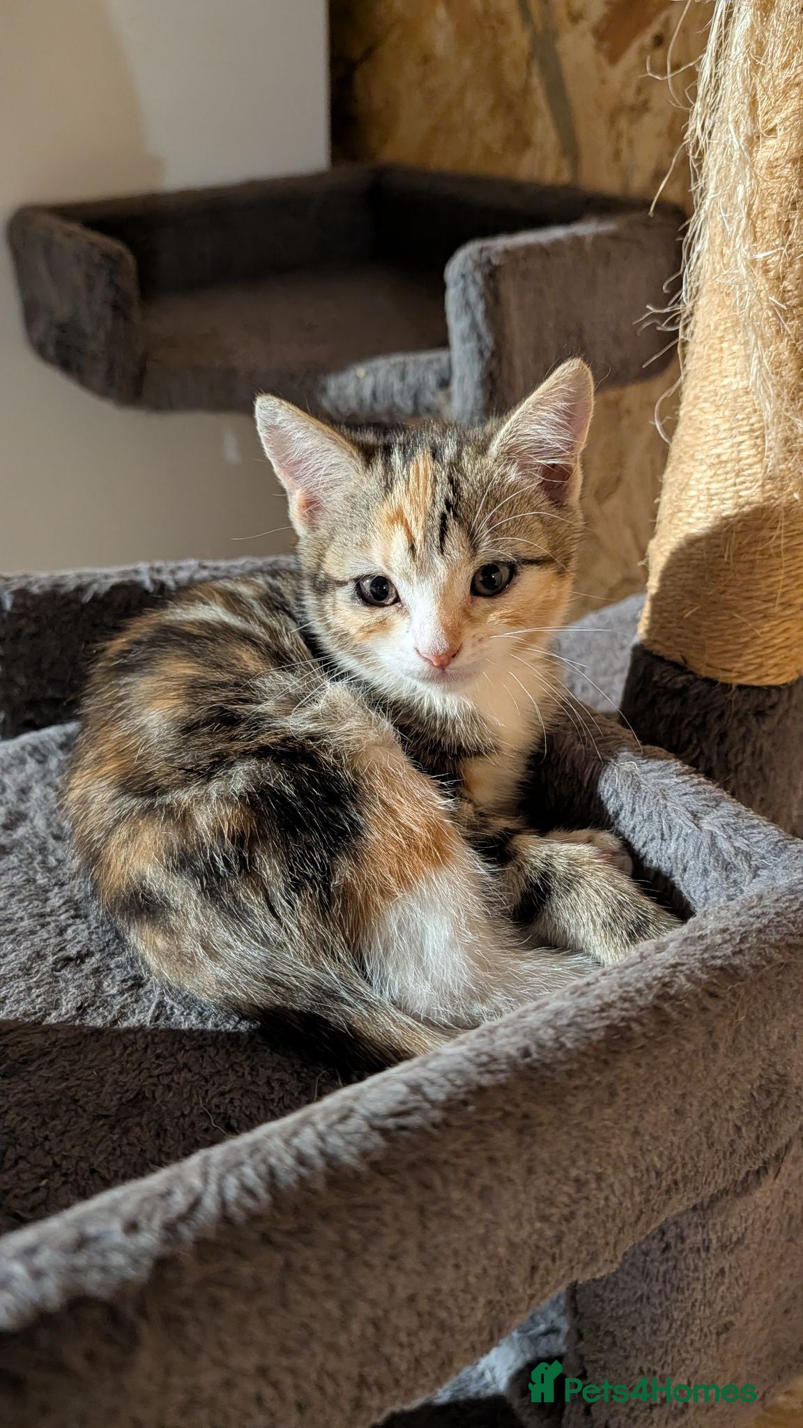American Shorthair cats For sale 7 baby 🐈😺 - Advert 2