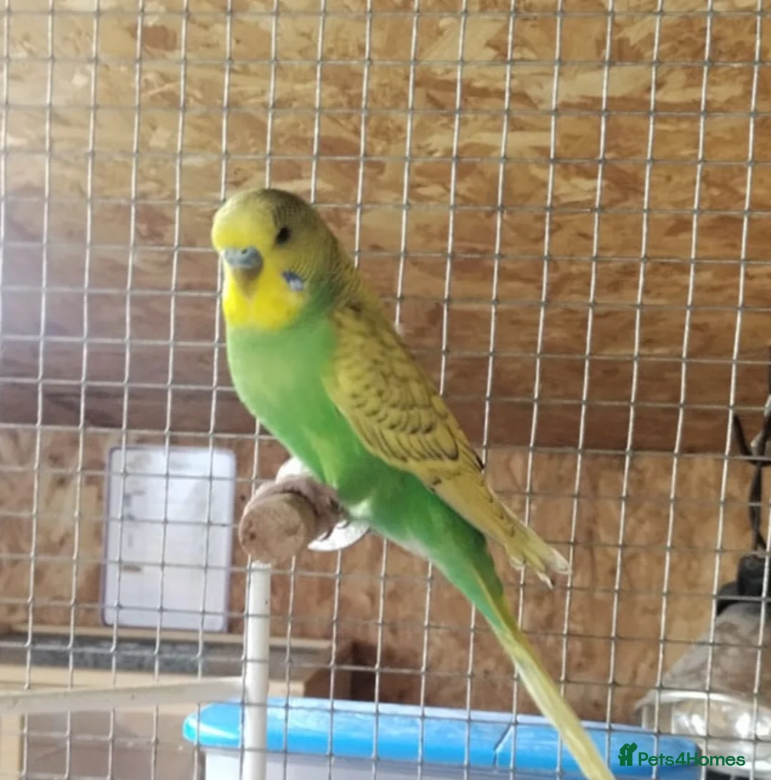 Budgerigars birds for sale: Boy Budgie  - Advert 1
