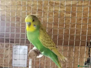 Budgerigars birds Boy Budgie - Advert 2