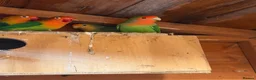 Lovebirds birds for sale: 2 pairs of love birds breeding pairs  - Advert 1
