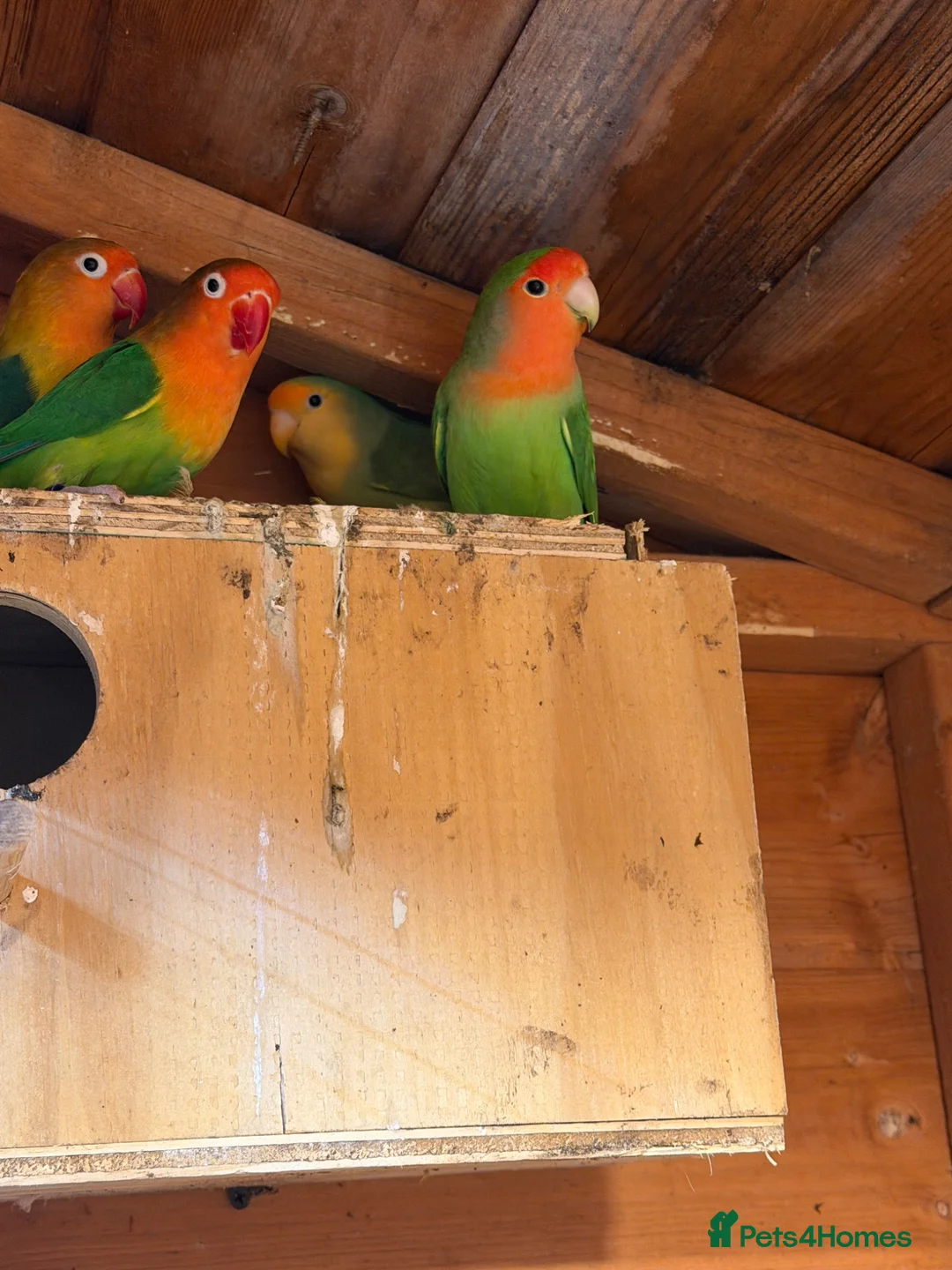 Lovebirds birds for sale: 2 pairs of love birds breeding pairs  - Advert 1