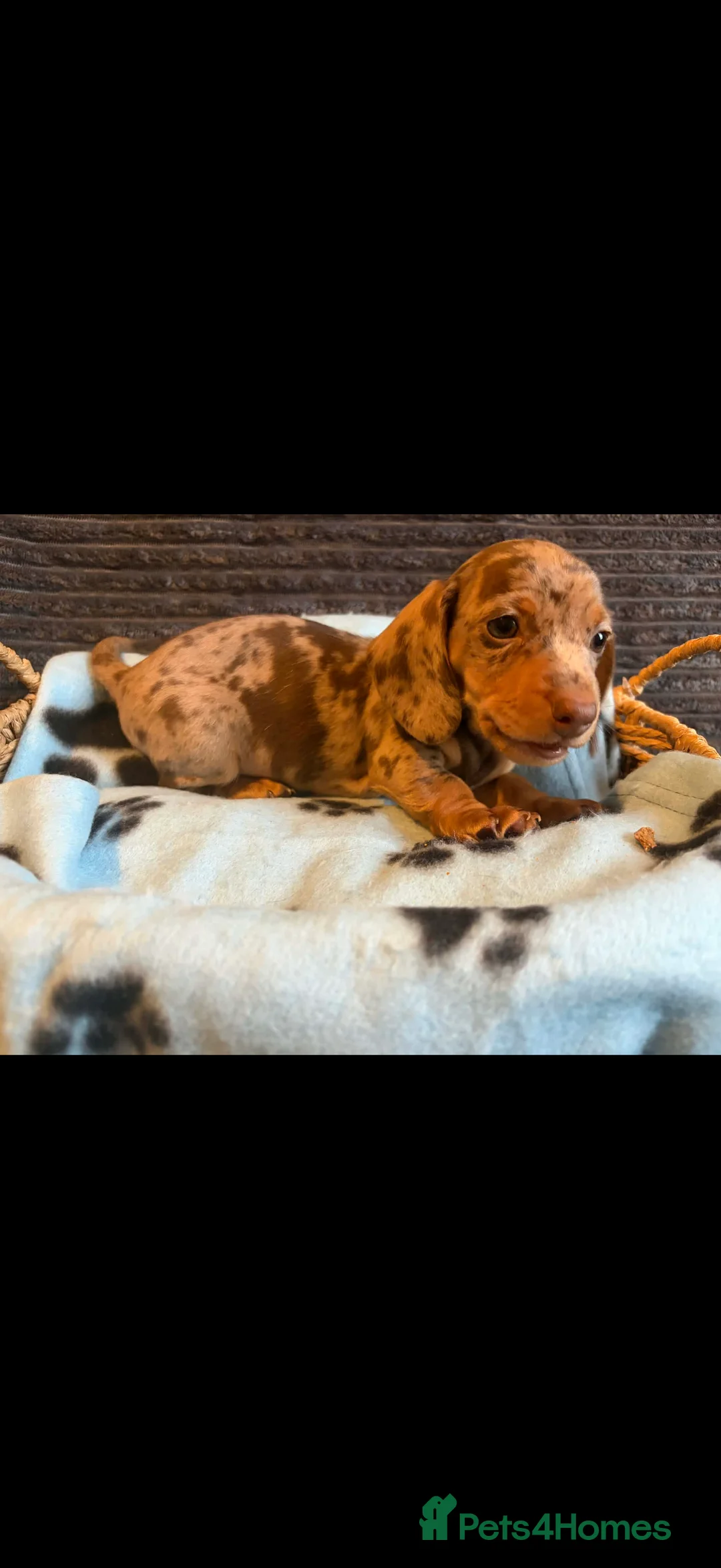 Miniature Dachshund dogs for sale: KC registered Miniature Dachshund puppies  - Advert 22