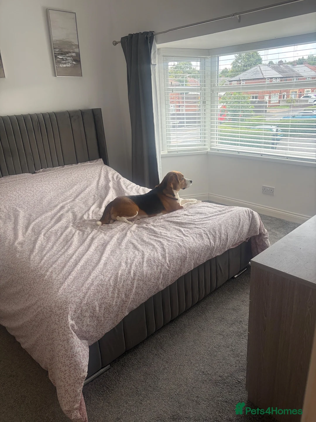 Beagle dogs for sale: Toby  - Advert 5
