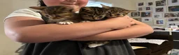 Mixed Breed cats for sale: Beautiful kittens  in Ipswich - Advert 7