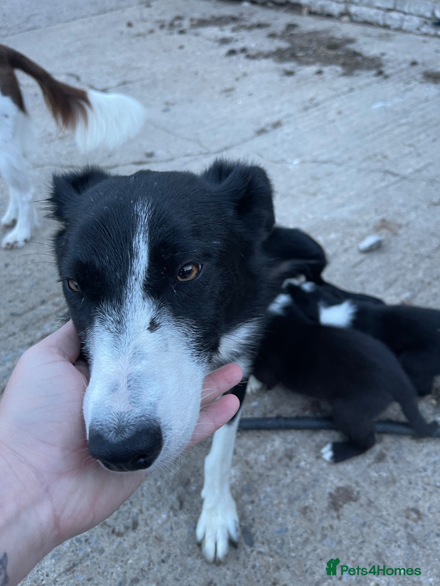Border Collie dogs Collie pups - Advert 2