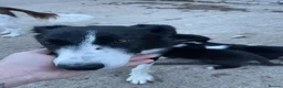 Border Collie dogs for sale: Collie pups - Advert 1