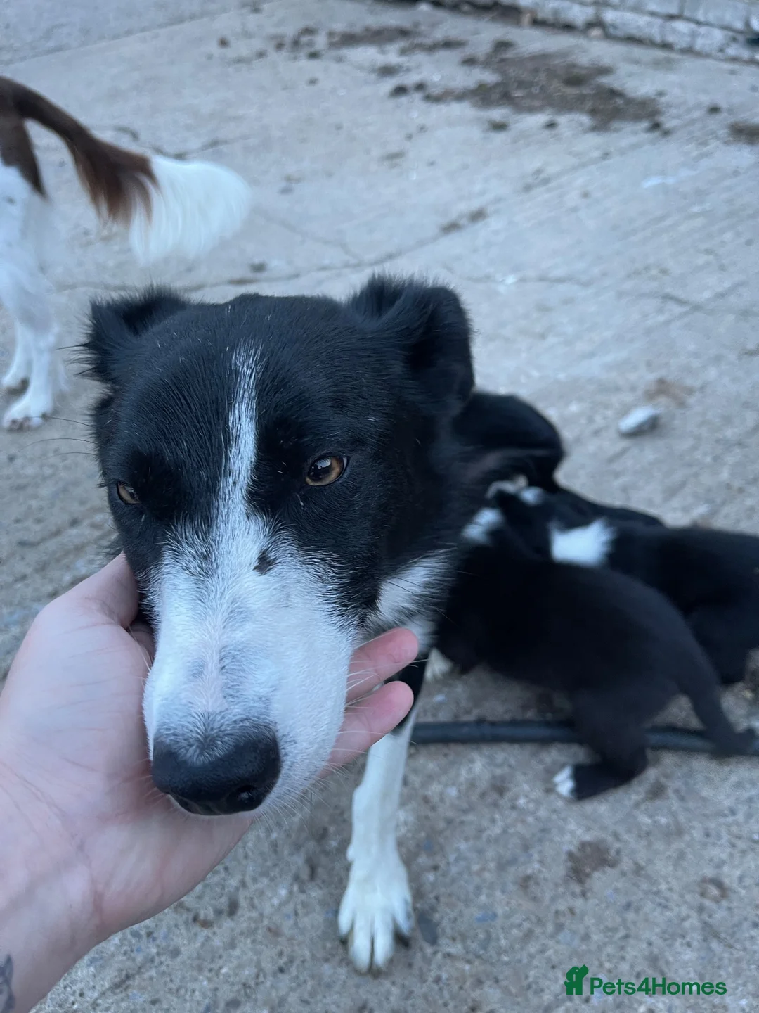 Border Collie dogs for sale: Collie pups - Advert 1