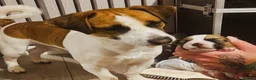 Jack Russell dogs for stud: Male JRT for stud - Advert 10