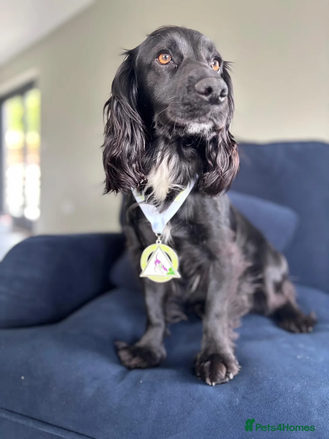 Cocker Spaniel dogs for sale: Kc reg working cocker puppies - Advert 1