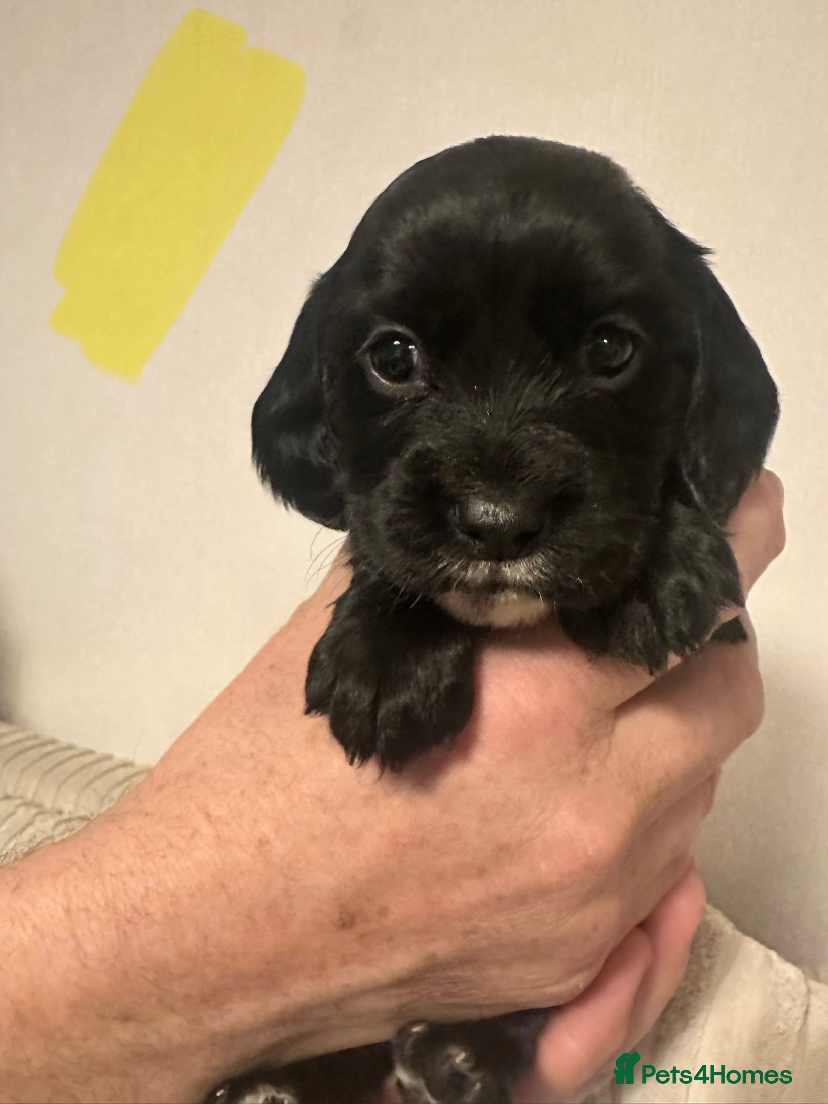 Cocker Spaniel dogs Superb Working Cocker Spaniel puppies - Advert 3