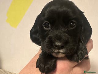 Cocker Spaniel dogs Superb Working Cocker Spaniel puppies - Advert 6