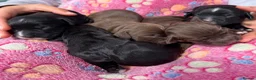 Sprocker dogs for sale: Beautiful sprockers for sale in Ludlow - Advert 7