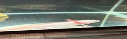Axolotl reptiles for sale: Leucistic axolotl  - Advert 3